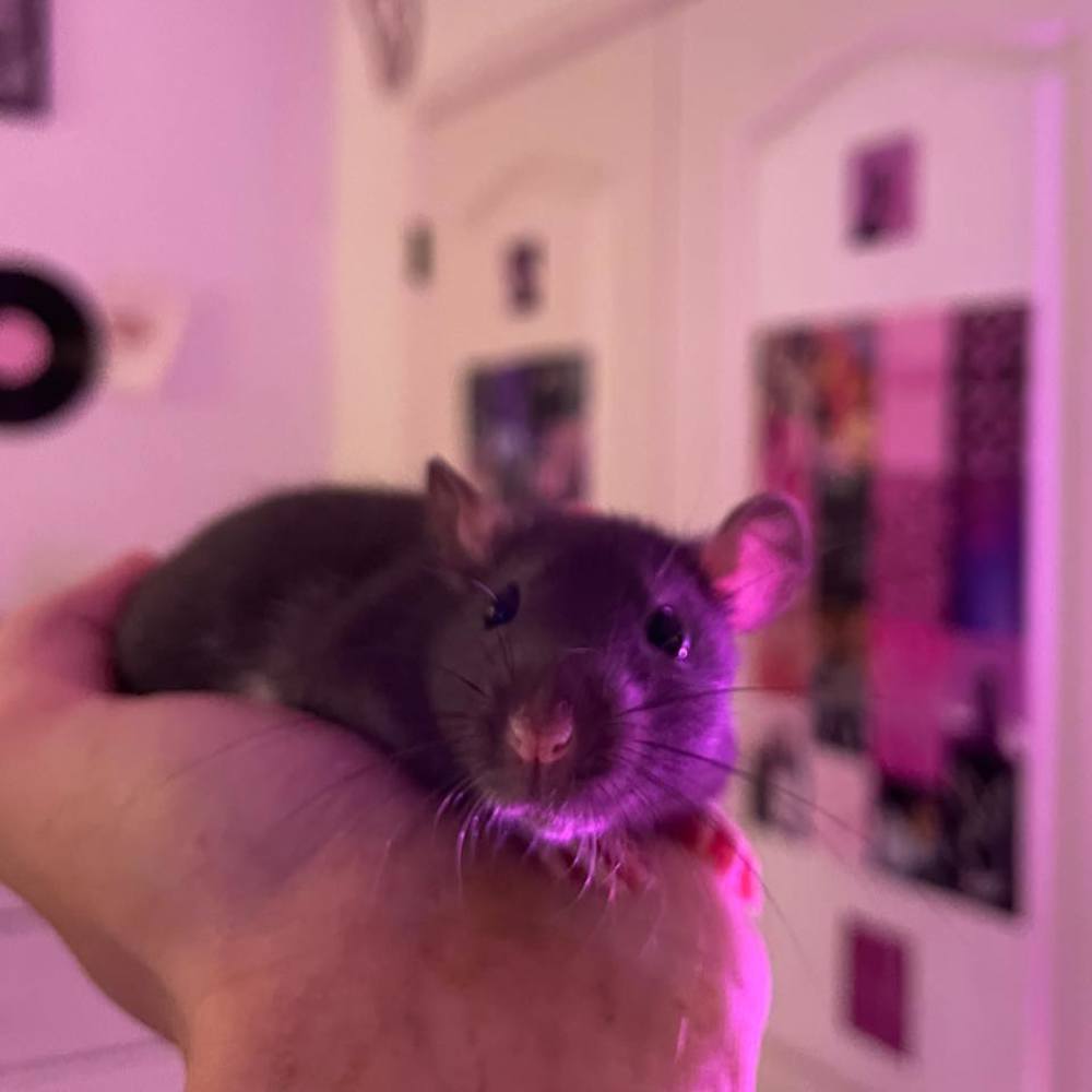 Meet your Posher, Morgan